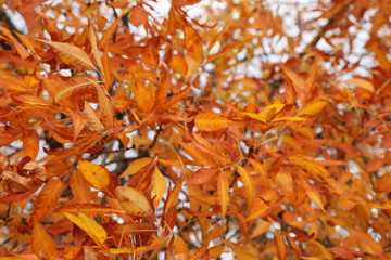 Tree with bright leaves outdoors on autumn day