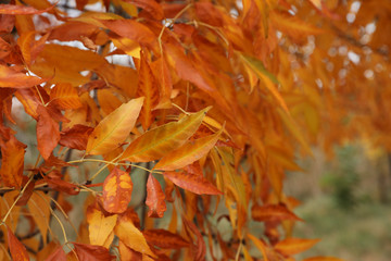 Tree with bright leaves outdoors on autumn day
