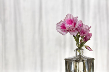 Pink and White Dianthus in Vase