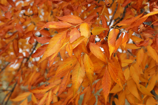 Tree with bright leaves outdoors on autumn day