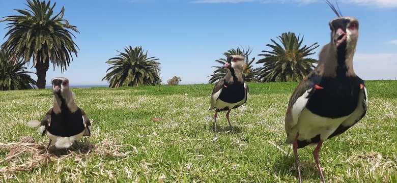 Tero family (stone curlew) taking care of their nest