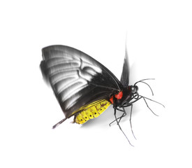 Fototapeta na wymiar Beautiful common Birdwing butterfly on white background
