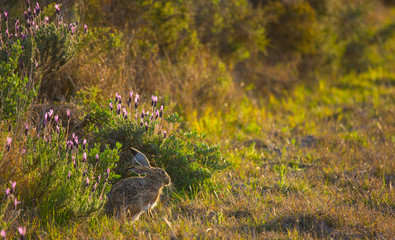 Brown hare, Liebre, Lepus sp., Marismas de Doñana National Park, Huelva province, Andalucia,...