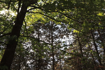 forest