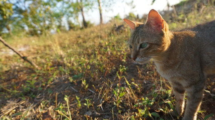 Cute cat face on a blur background