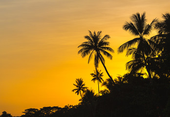 Obraz premium Coucher de soleil et palmiers