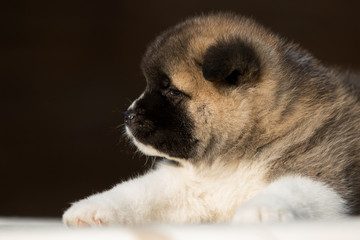 Obraz premium little puppy, breed american akita