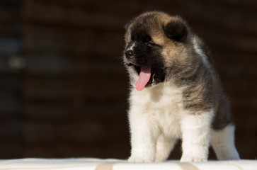 little puppy, breed american akita