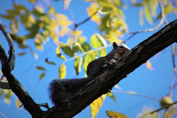Squirrel keeping an eye out while gathering walnuts