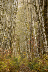 Path through birch forest in fall