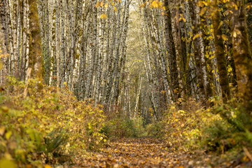 Path through birch forest in fall