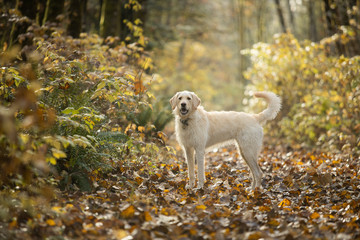 Obraz premium Yellow labrador dog standing in forest
