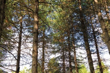 forest