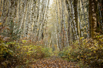 Path through birch forest in fall