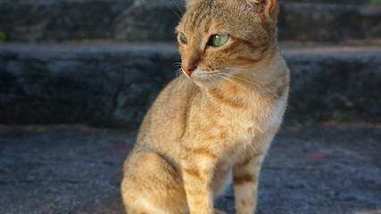 Fototapeta premium Cute cat face on a blur background