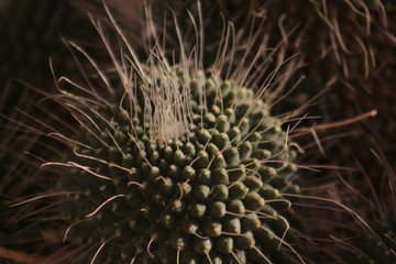 closeup of flowering mediterranean cactus
