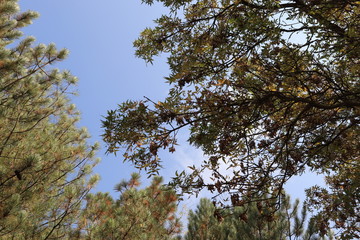 tree