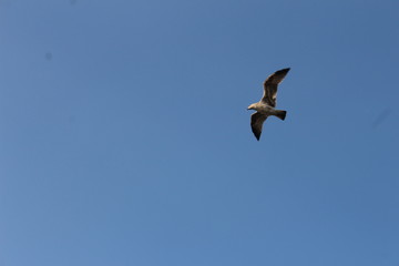 seagull