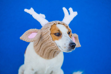 Funny and cute jack russell terrier dog in Christmas  deer horns in knit hat. New year and Xmas greeting card concept,  copy space