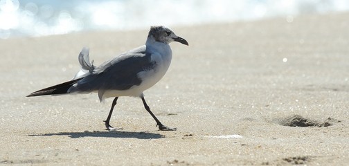 seagull on the beach