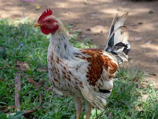 Coq