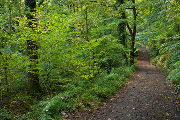 Path leads through colourful woodland and forest at Fingle Woods in Dartmoor National Park, Devon, UK. Leaves have vivid colour.