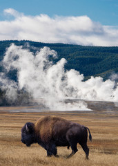 Bison in front of hot springs