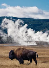 Fototapeten Bison in front of hot springs © Brent