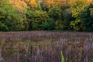autumnal meadow and trees in background, Colorful Autumn Scenery