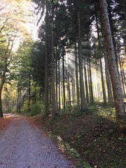 Wald am Uetliberg in Zürich im Herbst