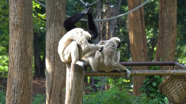Gibbon monkey playing on tree at the zoo. Gibbons are apes in the family Hylobatidae.