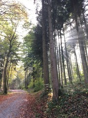 Wald am Uetliberg in Zürich im Herbst