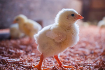 chicken breeding farm. New begining, starting life.