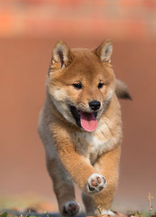 little shiba inu puppy runs