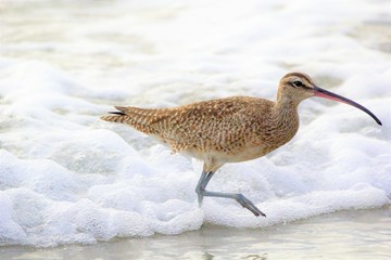 Whimbrel by the Sea by Reay of Light