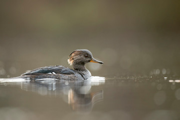 A female Hooded Merganser swims on a calm pond in soft overcast light with a smooth background.