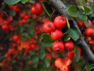 Fototapeta premium Red dense berries of cotoneaster on branches. Autumn natural background. Decorative ground cover shrubs for garden. 