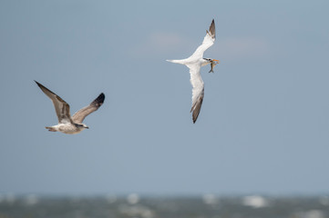 Fototapeta na wymiar A Royal Tern flies in the bright sun with a large fish in its beak with a Herring Gull chasing it.