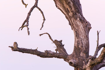 Fototapeta na wymiar Little owl (Athene noctua), Mochuelo comun