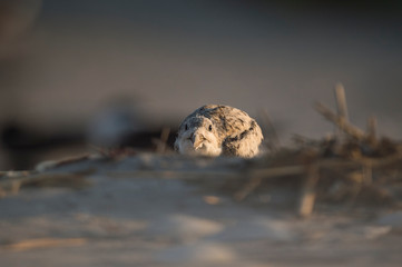 A Black Skimmer chick on the sandy beach in the early morning sunlight.