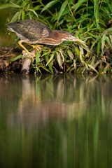 A Green Heron perched near the edge of water stalks for food in the bright sunlight with green leaves around.