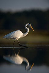 A large white Great Egret wades in the shallow water with its reflection showing in the early morning sunlight with a dark dramatic background.