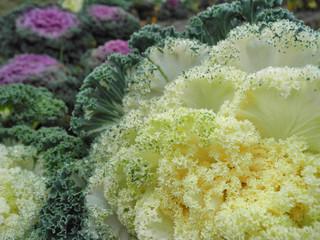 White decorative cabbage (Brassica oleracea) covered with dew drops on autumn flower bed      