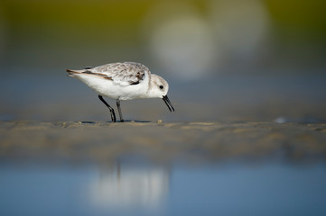 A Sanderling searches the shallow water and wet sand for food in a tidal marsh with a smooth green and blue background in the bright sunlight.