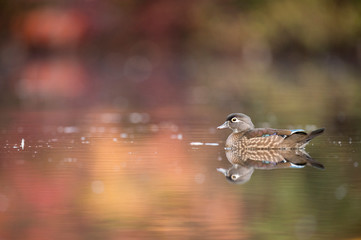 A female Wood Duck floats on calm water with her reflection and autumn colorful trees reflected in the water.