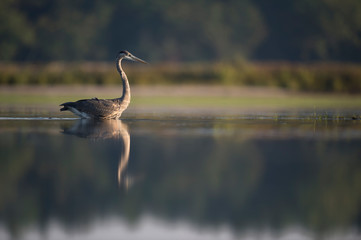 A Great Blue Heron wades in shallow water in the early morning sunlight with its reflection in the calm water.
