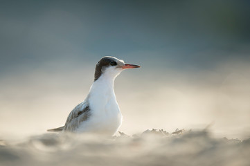 Fototapeta premium A juvenile Common Tern stands on a sandy beach in the bright sunlight.