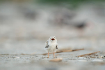 A young American Oystercatcher chick stands on a sandy beach in soft overcast light.