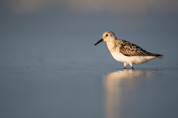 A Sanderling walks in the shallow surf in the early morning sunlight with its reflection in the water.