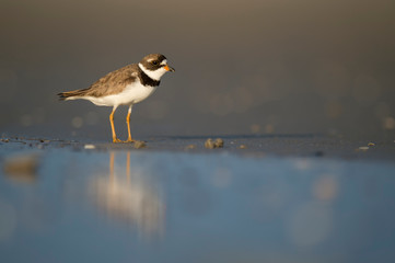 A Semipalmated Plover walks on a sandy beach in the low golden sunlight with a smooth background and foreground.